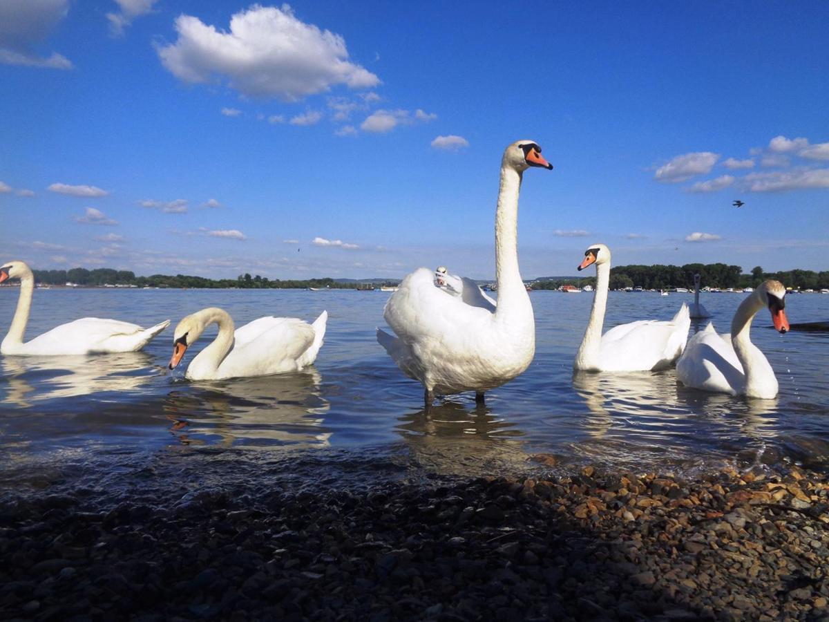 River Side Suites Belgrad Zewnętrze zdjęcie